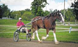 Princess Leia, a two-and-half-year-old, 1,400-pound Clydesdale, has dreams of someday being a pacer and racing in the Little Brown Jug. She is currently housed at the Delaware County Fairgrounds, where she is learning to pull wagons by starting out on something smaller like a racing sulky. Riding in the sulky behind Leia is her trainer, Clem Lee, who has been working with her for the last seven months. According to Greg Nobis of Del City Stables, when Leia was purchased, she was an unruly, 1-year-old wild herd bound filly, but thanks to Sheri Thompson, barn foreman and animal care specialist, she has become a gentle giant. Leia can be seen this Sunday in the All Horse Parade 